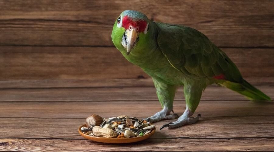 Green-parrot-with-dish-of-food-on-wood-table